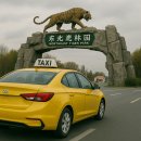 150025 | 중국 하얼빈 호랑이 동물원 동북호림원 후기 직접 보고 느낀 점