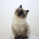 마마캐터리 이미지