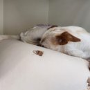 댓츠댕댕스쿨 이미지