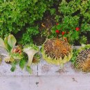 정원약품 이미지