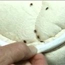 영국어학연수-영국생활정보 '알고있나요? Bed bug' 이미지