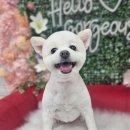 웰니스펫뷰티 이미지