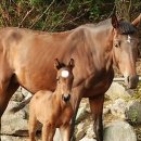 세컨브레스 이미지