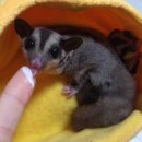 미니펫스쿨(Minipet School) 이미지