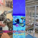 윙키핑키 | 서울 실내 아이와 가볼만한곳 놀거리 고양이 키즈 카페 윙키핑키