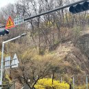 개나리 | 서울 개나리 명소 응봉산 개나리 실시간 후기 만개 시기 사람 많을까?