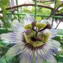 통상수교 거부 정책의 원인 이미지