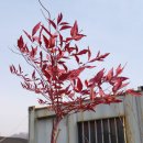 남천 / 상록활엽관목 / 6~7, 10월 / Nandina domestica Thunb. 이미지