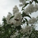 만첩빈도리, 일본말발도리, 하얀꽃, 공원의 하얀꽃, 꿀벌들이 찾는 꽃, 붉은 인동초 이미지