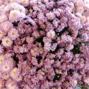 본동카페 이미지