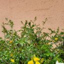 디 에이치 에스 이미지