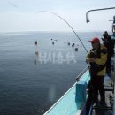 동해 고성 공현진항-참가미 대구 오징어 선상낚시 이미지