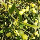 동상건강원 이미지