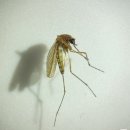 울산 일본뇌염 매개 '작은빨간집모기' 올해 첫 발견 이미지