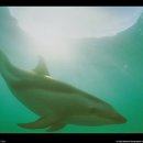 고래의꿈 이미지