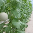 황가네농장 이미지