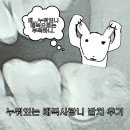 매복 사랑니 발치 후기 통증 붓기 비용 광주 사랑니 치과 추천