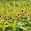 상림농장 이미지