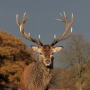 레드디어 이미지