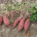 떡익는풍경 이미지