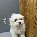 도도그루밍 이미지