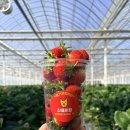 대산명가 | 창원아이랑가볼만한곳 / 생긴지 얼마 안 된 딸기따기체험 진돌이팜