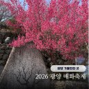 광릉숲이야기 관광농원 | 2026 광양 매화축제 개화상황 일정 주차 먹거리 등 기본정보 방문후기