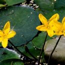 연근농장 이미지