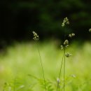 오리새 orchard grass 이미지