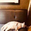 쉬리하우스 이미지