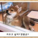 멍뭉이 이미지