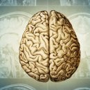 The Commun | “우리 뇌는 몇 살에 어른이 될까?