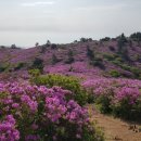 보성닭집 이미지