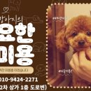 마미펫살롱 이미지