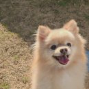 복돌이네 이미지