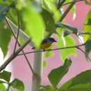 보르네오 섬의 새38 - Orange bellied Flowerpecker 이미지