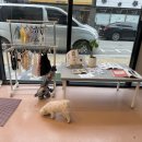 왕왕애견샵 이미지