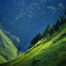 자연의향기 이미지