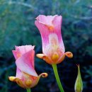 극락왕생 이미지