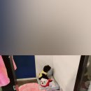 쿨쿨펫 네이버블로그