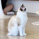 율하냥 | 김해애견카페 율하 고양이 카페 율하냥