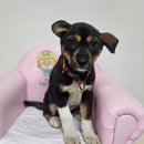 회원동225 이미지