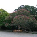 서산 개심사 백일홍과 중앙경찰학교 이미지