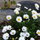 별이&체리 이미지