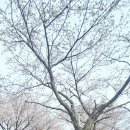 미영이발관 Daum카페