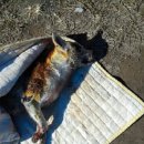 한나가스 이미지