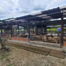 양평양떼목장 이미지