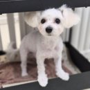 더개편한세상