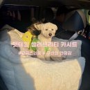 중앙카시트 | “펫테일 셀러브리티 카시트” 구매 후기 ౨ৎ｜강아지 카시트, 차시트, 대형 사이즈(XL)
