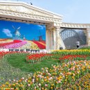용인 에버랜드 튤립축제 리버트레일 신규 오픈 주말 후기